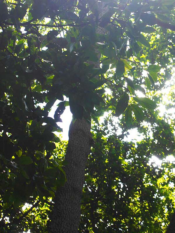 マルニカラの立木